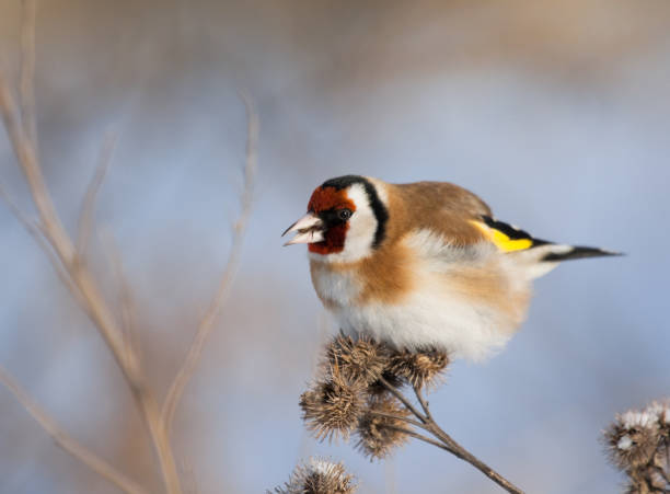 istock European Goldfinch on the burdock 1026159868