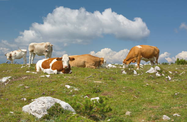 kuh alpen alm hintergrund - bergwiese stock-fotos und bilder