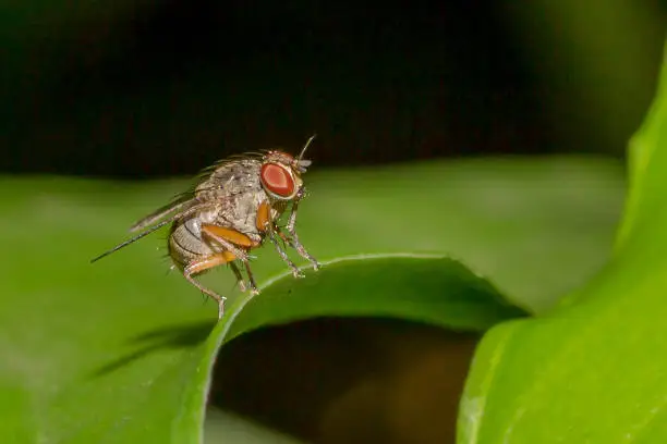 Photo of Vinegar Fly on the Green Leaf (Vinegar Fly / Family Drosophilidae)