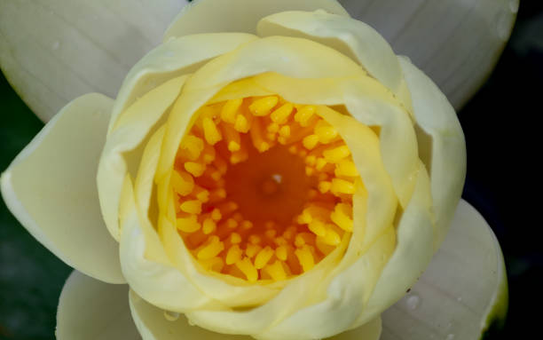 istock Water lily flower close up 1026169636