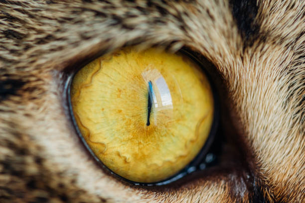 istock Yellow Cat Eye Close Up 1026174410
