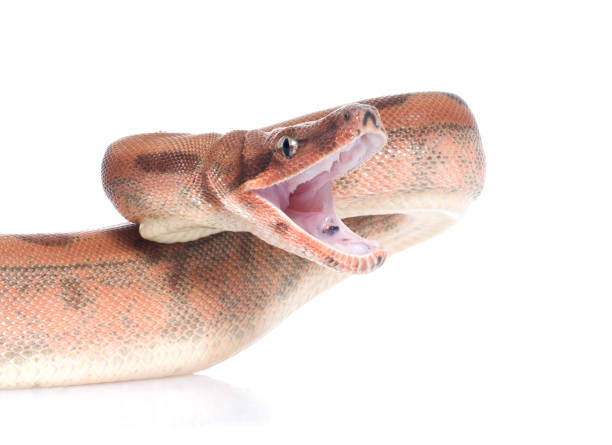 istock Hypo Colombian Red Tail Boa (Boa constrictor constrictor) 1026174620