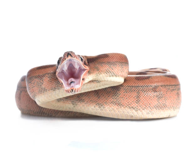 istock Hypo Colombian Red Tail Boa (Boa constrictor constrictor) 1026174644