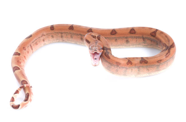 30+ Red Tail Python Stock Photos, Pictures & Royalty-Free Images - iStock
