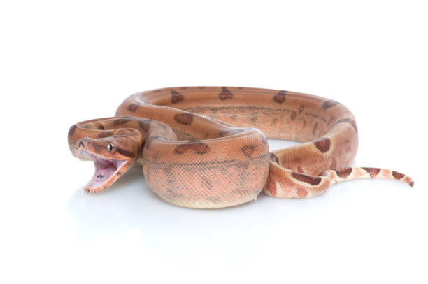 hypo colombiano rojo cola de boa (boa constrictor constrictor) - hypo fotografías e imágenes de stock