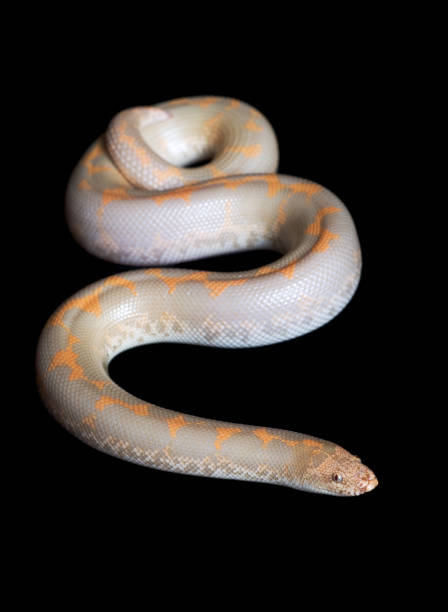 istock Male Albino Kenyan Sand Boa (Eryx colubrinus loveridgei) 1026174870