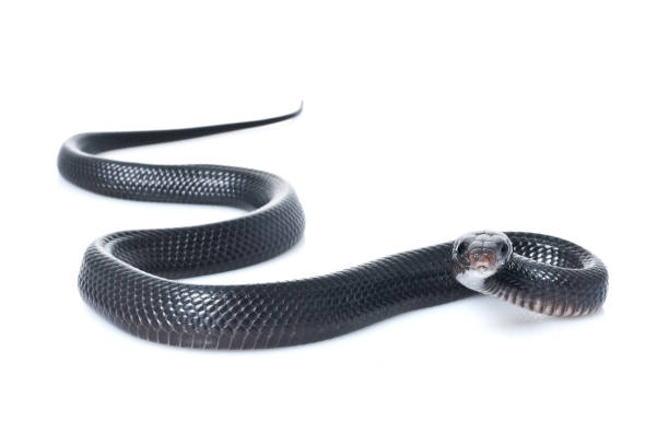 istock Indigo Snake (Juvi) isolated against a white background 1026174926