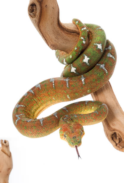 emerald tree boa (corallus caninus) (female) - reticulated imagens e fotografias de stock