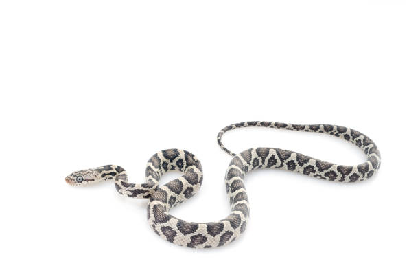 istock Anery Mexican Night Snake (Elaphe flavirufa) 1026175046