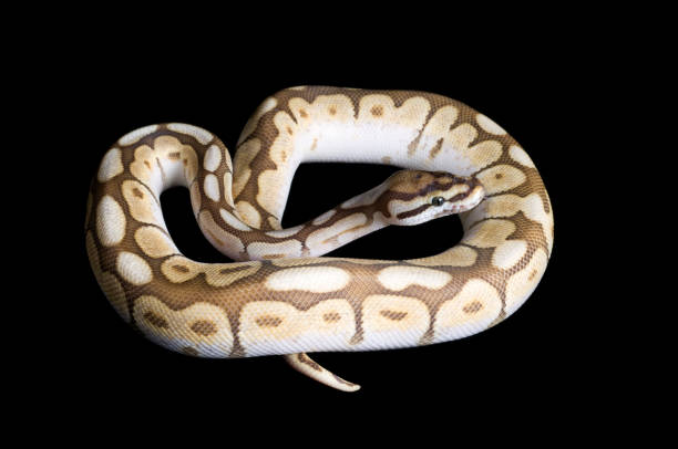 Royal Python Bit 290+ Royal Bite Stock Photos, Pictures & Royalty-Free Images - iStock