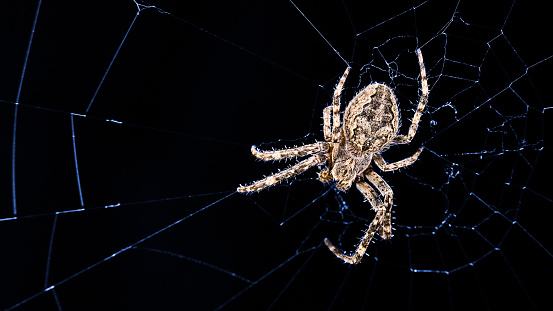 Beautiful brown insect predator with hairs lurking on blue lit web. Araneidae. Spooky black background, blank space. Arachnophobia, spiderweb, bug