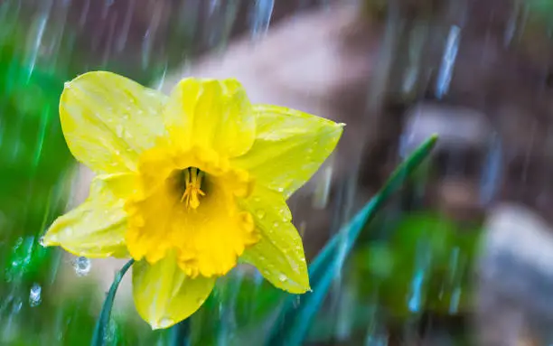 Photo of Daffodil flower in spring garden with falling water droplets. Narcissus pseudonarcissus