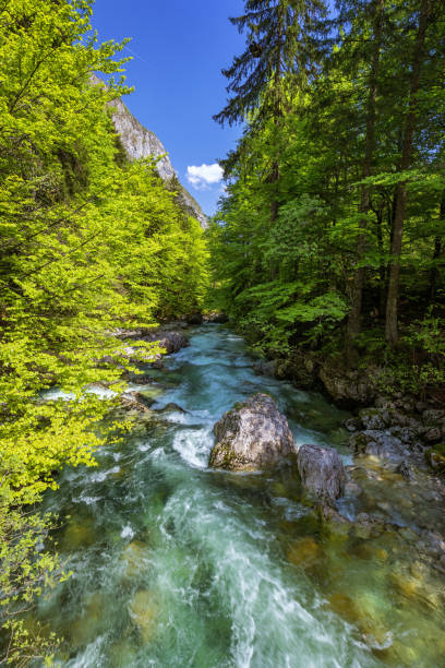 istock Mountain wild river landscape. River valley in mountains. Wild mountain river panorama. Small waterfall in forest stream. Long exposure. Fast water stream in mountain river with coniferous forest 1026177726