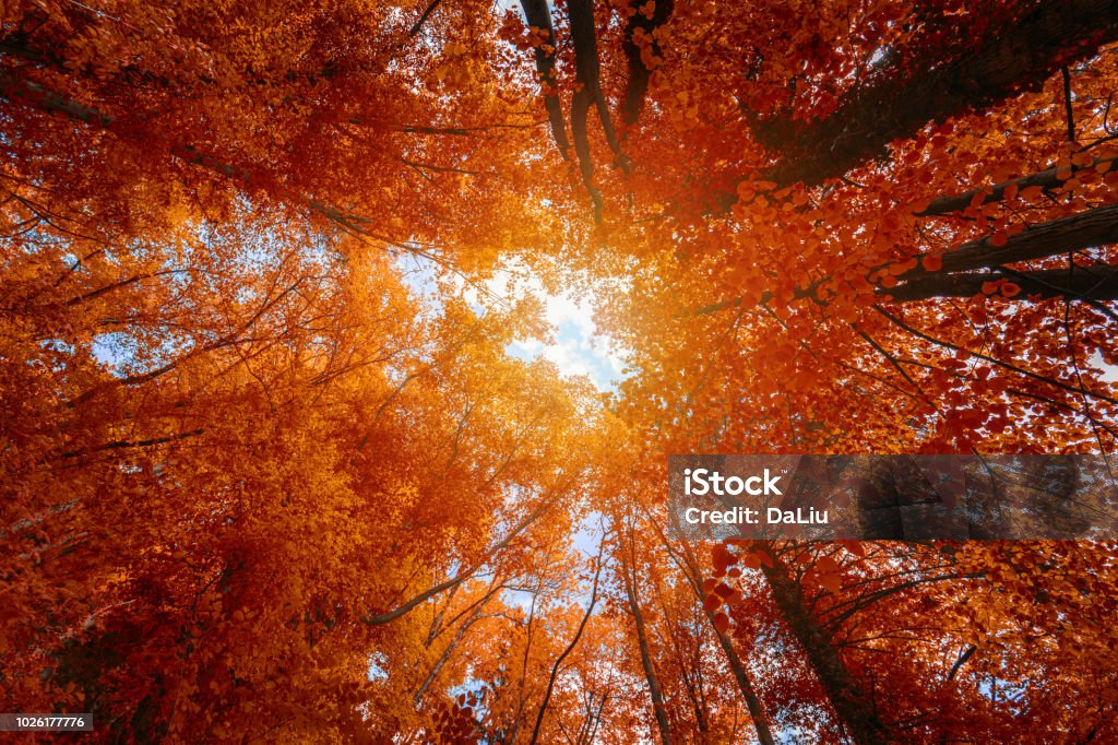 Colorful autumn treetops in fall forest with blue sky and sun shining though trees. Sky and sunshine through the autumn tree branches from below. Red autumn trees from beneath. Autumn foliage Autumn Stock Photo