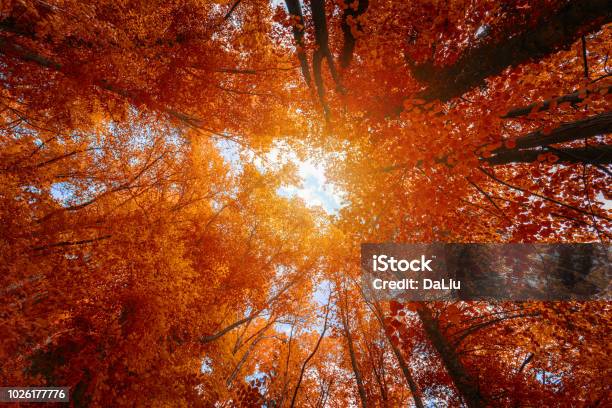 Colorful Autumn Treetops In Fall Forest With Blue Sky And Sun Shining Though Trees Sky And Sunshine Through The Autumn Tree Branches From Below Red Autumn Trees From Beneath Autumn Foliage Stock Photo - Download Image Now