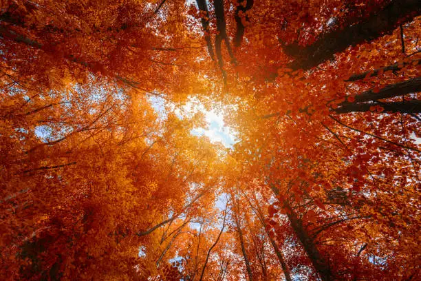 Photo of Colorful autumn treetops in fall forest with blue sky and sun shining though trees. Sky and sunshine through the autumn tree branches from below. Red autumn trees from beneath. Autumn foliage