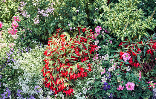 Bright red plant in the garden