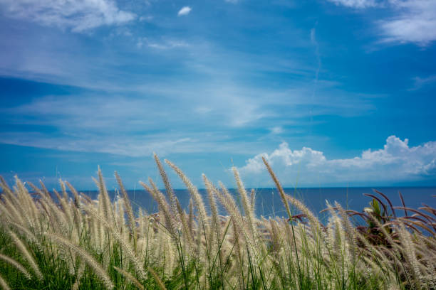 istock holiday landscape scenery with plants, ocean and sky 1026177982