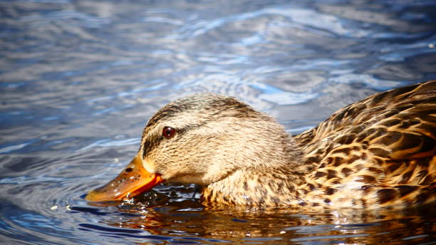istock Mallard or mallard with beak in water 1026178644