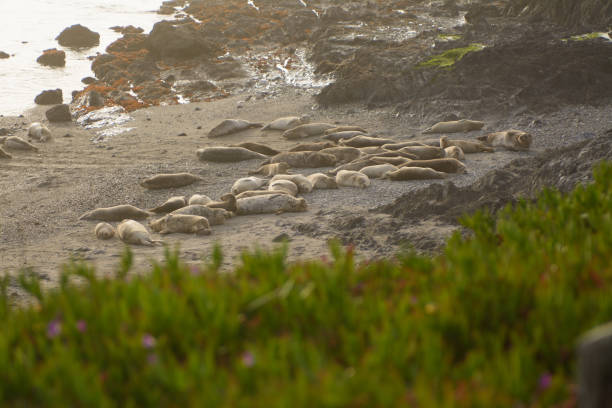 Landscape of sandy beach with herd of wild seals lying on shore in sunlight