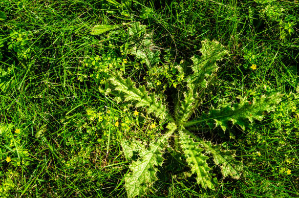 Prickly, spiky weed hidden amongst grass and weeds on a lawn