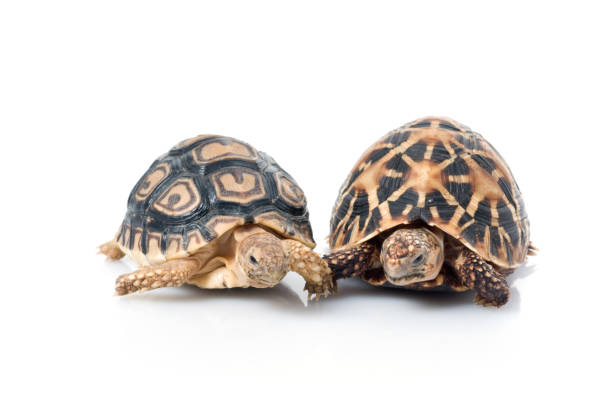 Indian Star Tortoise (Geochelone elegans) & Leopard Tortoise (Stigmochelys pardalis) Indian Star Tortoise (Geochelone elegans) & Leopard Tortoise (Stigmochelys pardalis) isolated against a white background geochelone elegans stock pictures, royalty-free photos & images