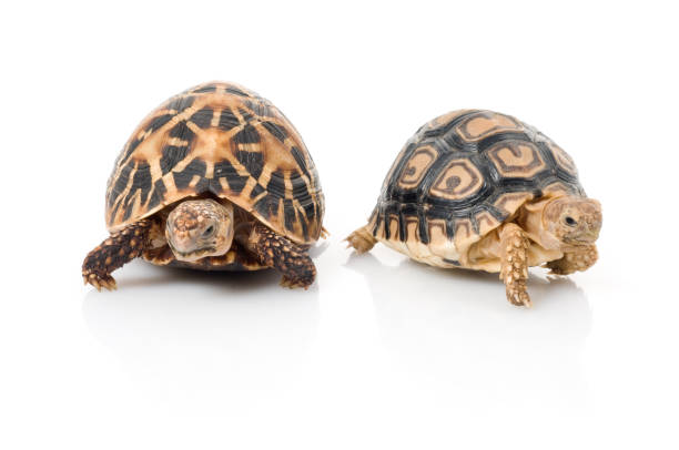 istock Indian Star Tortoise (Geochelone elegans) & Leopard Tortoise (Stigmochelys pardalis) 1026181712