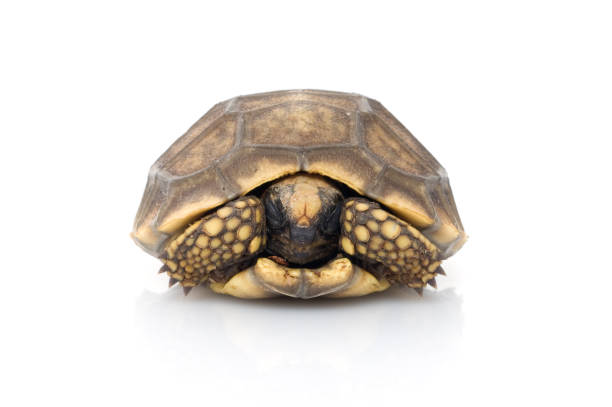 istock A young Yellowfoot Tortoise (Geochelone denticulata) 1026181720
