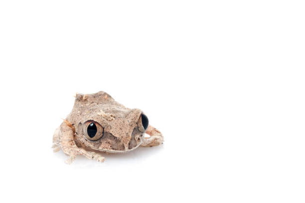 istock African Big eyed Tree Frog (Leptopelis) 1026181952