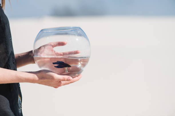 istock Young woman hold round aquarium with fish 1026186852