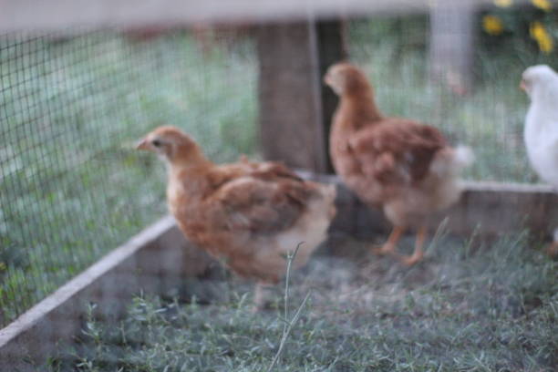 las gallinas - avicultura de traspatio  fotografías e imágenes de stock