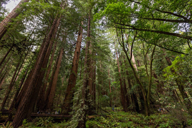 istock Muir Woods National Monument 1026186890