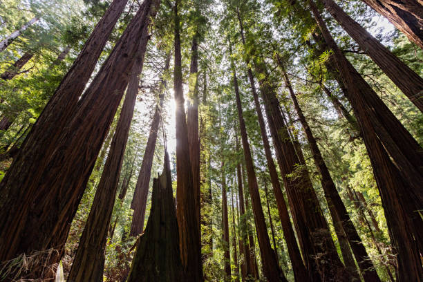 istock Muir Woods National Monument 1026187492
