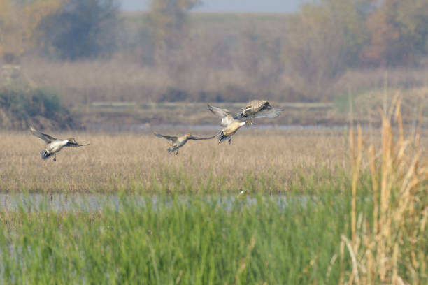 istock Gray colored pintail ducks flying above wetland 1026191766