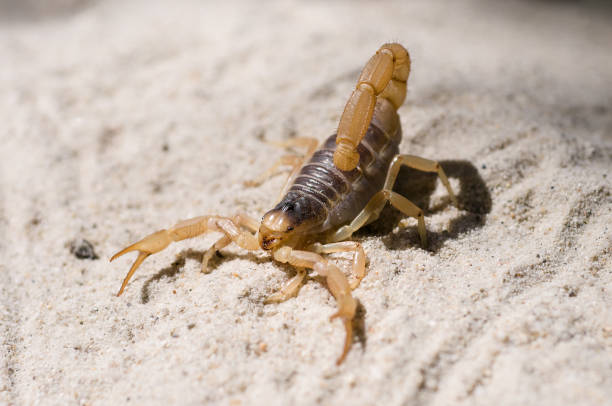istock Desert Hairy Scorpion on sand 1026192558