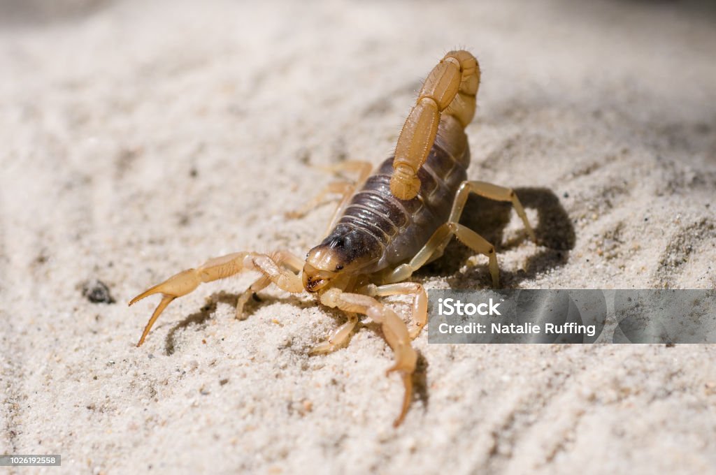 Desert Hairy Scorpion on sand Aggression Stock Photo