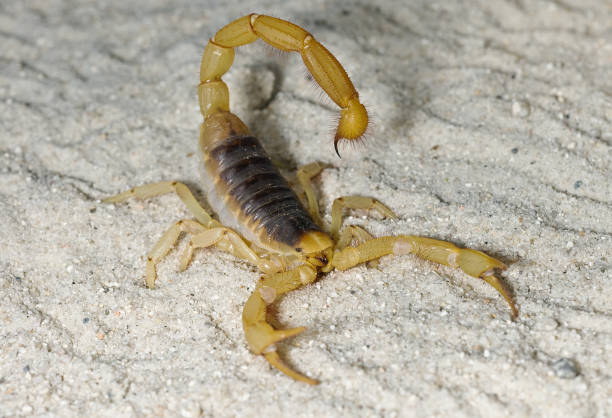 istock Desert Hairy Scorpion on sand 1026192632
