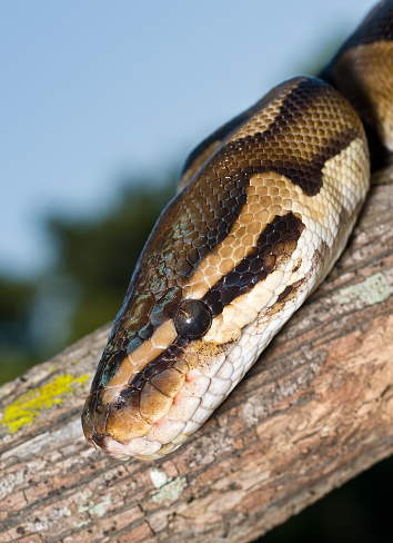 Ball Python Wrapped On A Limb Stock Photo - Download Image Now - Animal ...