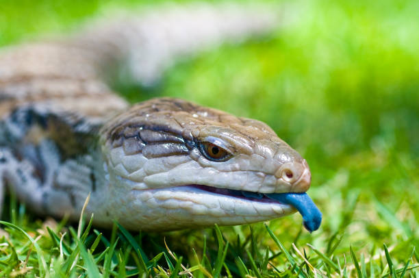 bleu-tongued scinque bleu-tongued également connu sous le nom de lézard - herpétologie photos et images de collection