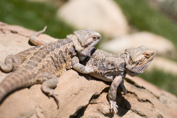 istock Pair of Bearded Lizards (Pogona) 1026192766