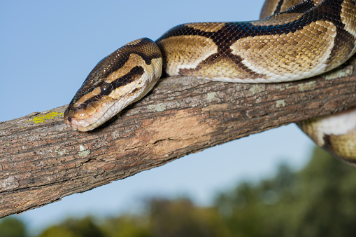Ball Python Wrapped On A Limb Stock Photo - Download Image Now - Animal ...