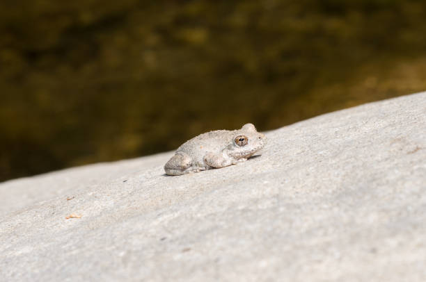 dziki szary kalifornijski treefrog przez potok - herpetology close up california tree zdjęcia i obrazy z banku zdjęć