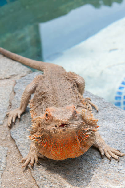 pet bearded dragon (Pogona) lizard by poolside pet bearded dragon (Pogona) lizard by poolside giant bearded dragon stock pictures, royalty-free photos & images