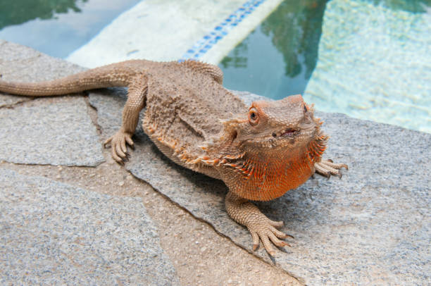 pet bearded dragon (Pogona) lizard by poolside pet bearded dragon (Pogona) lizard by poolside giant bearded dragon stock pictures, royalty-free photos & images