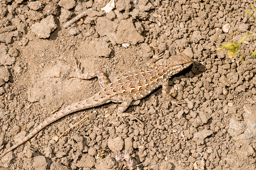 A western fence lizard (Sceloporus occidentalis) blending into ground in Santa Rosa Valley of Camarillo, CA