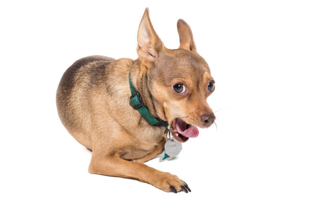 istock Chihuahua dog isolated against a white background 1026198244