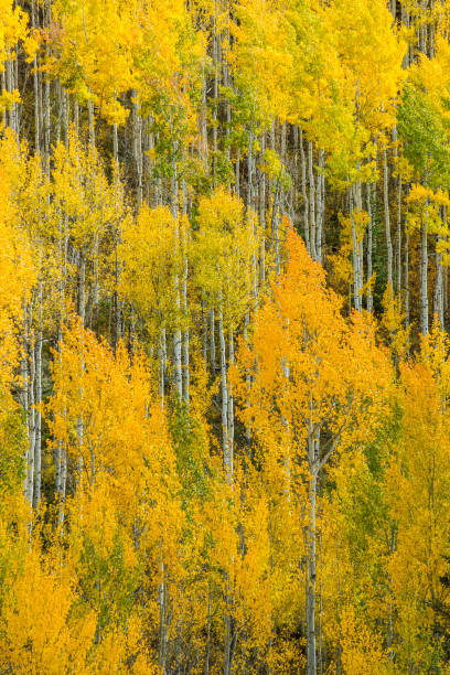 istock Rocky Mountain Autumn 1026198918