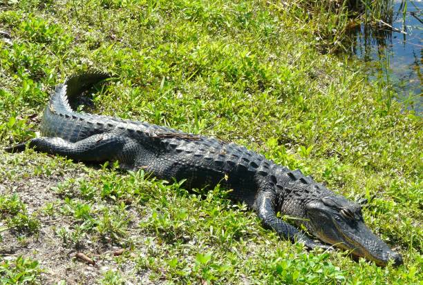 istock Alligator in Everglades, Florida 1026202224