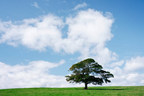 istock Single tree on green grass against blue sky and clouds 1026205296
