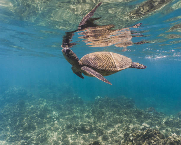 istock Maui Sea Turtle 1026205338